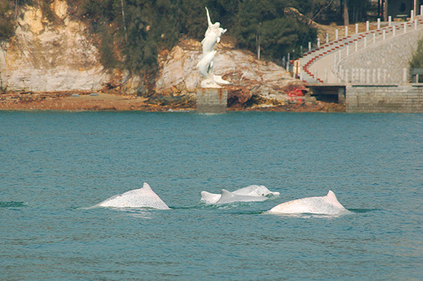 沙沙海豚音 环拥厦门城(组图)