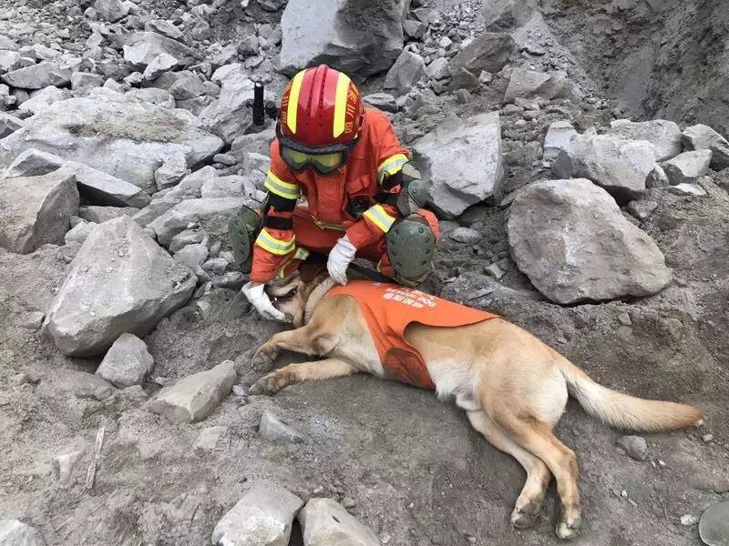 它的消防搜救犬训导员吕正强心里其实很心疼这位亲密小战友,但此刻