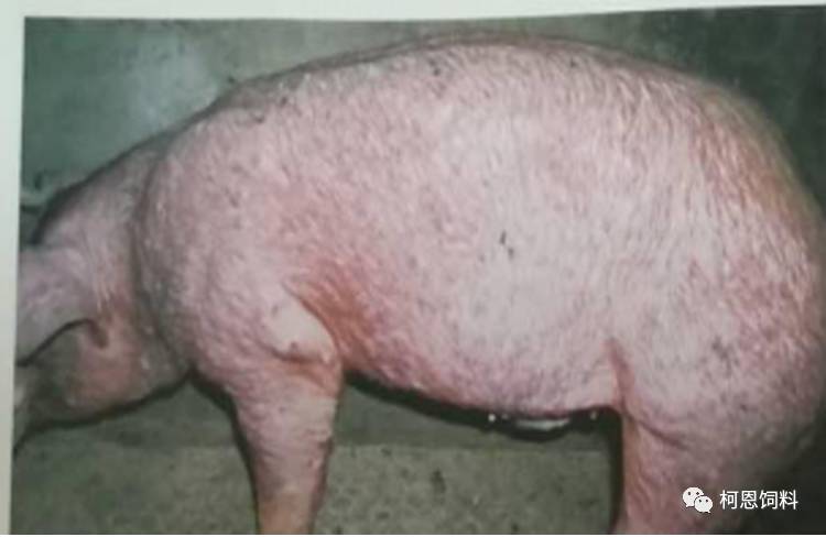 猪弓形体病症状图片图片