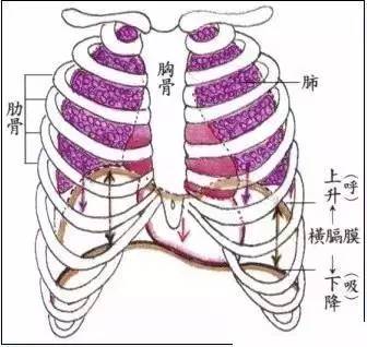 人体横膈膜解剖挂图图片