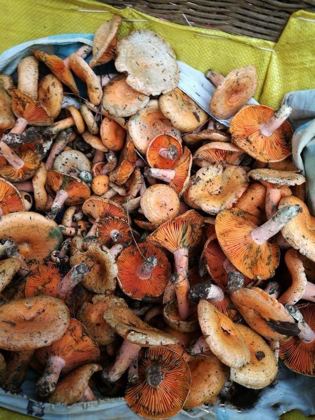 松针蘑菇种类图片图片