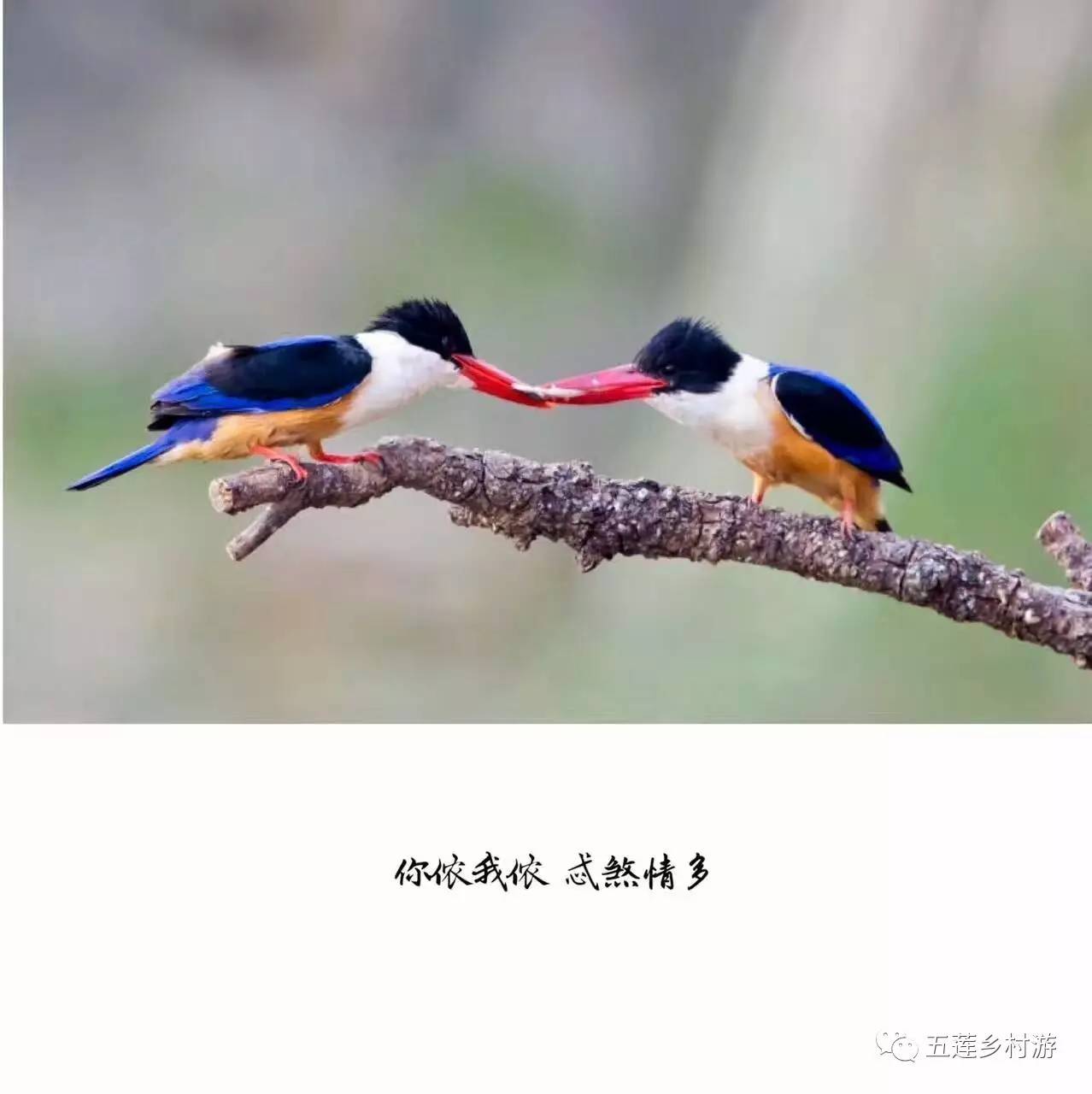 兩隻鳥的愛情劇