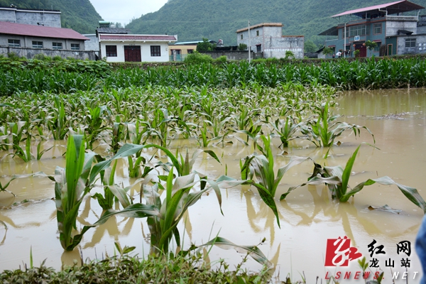 被洪水浸泡的玉米地.