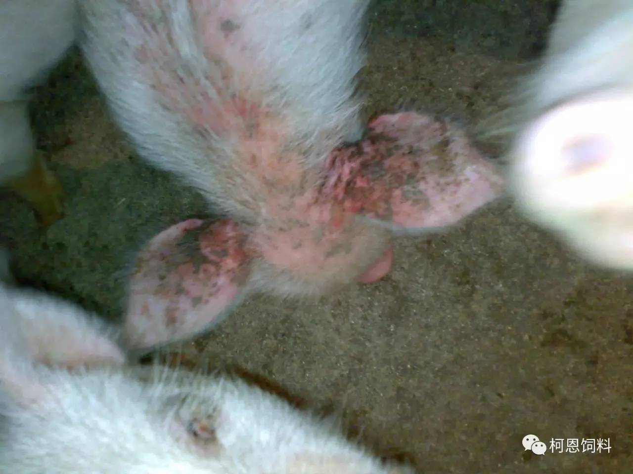 【柯恩·原创】夏季猪常见皮肤病的鉴别诊断