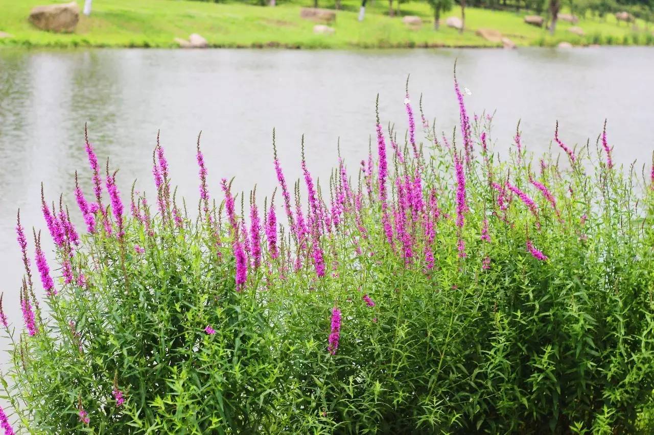 盛泽湖景区 孤独的浪漫之花—千屈菜