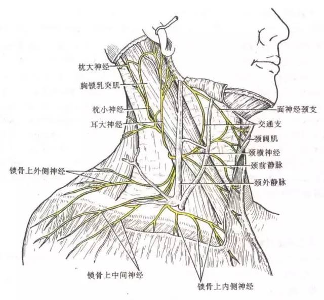 颈部神经走向图图片