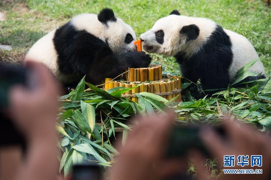 澳门大熊猫双胞胎喜迎一周岁生日(组图)