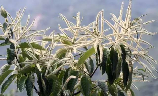 別慌,現在這個時間剛剛好那些年被我們忽略的栗子花