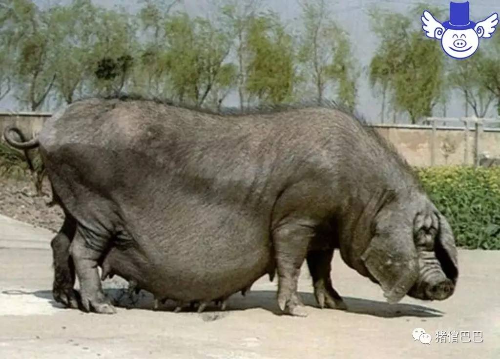 嘉兴黑猪属于中等体型的猪,身体结构匀称,体型比较结实