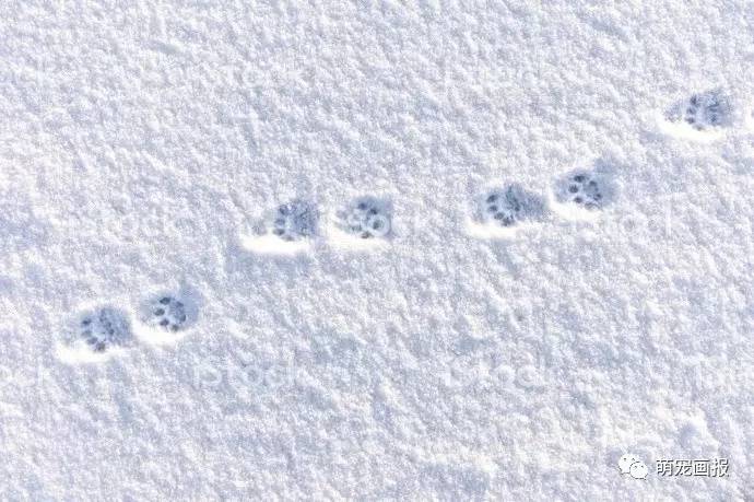 看看雪地中喵星人的爪印,来给你消消暑气