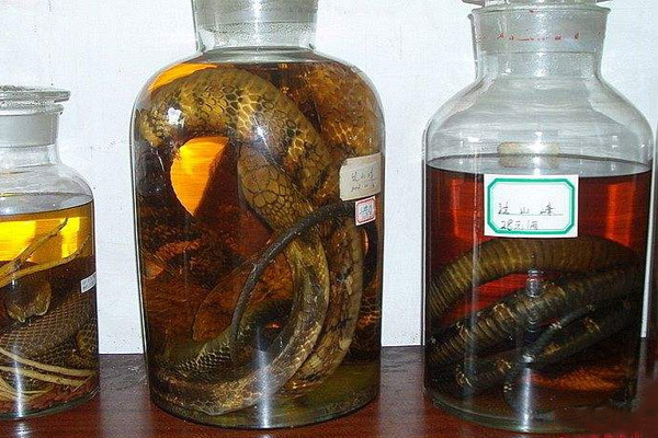 泡蛇酒20年咬人事件图片