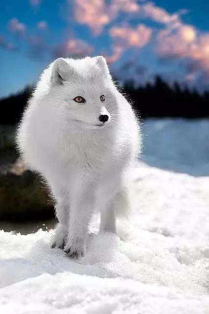 千年雪狐图片白狐图片