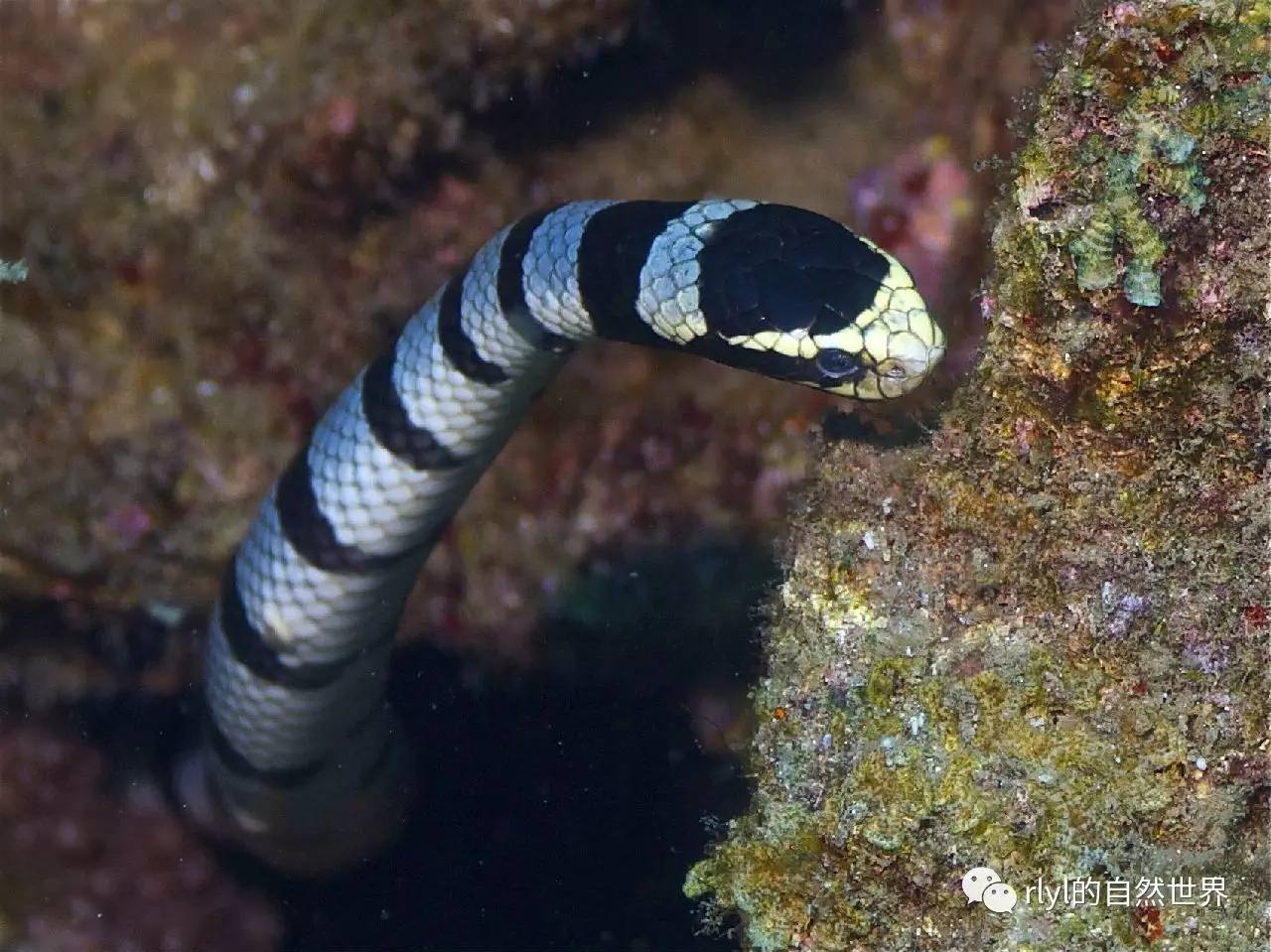 海中无法呼吸——那你知道「海蛇宝宝」是如何孵化的吗?