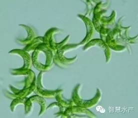 小椿藻图片
