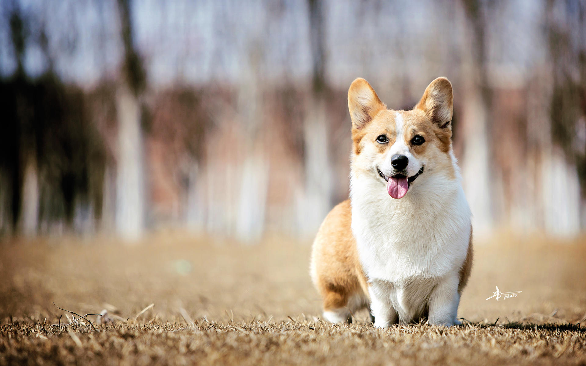 瑞典柯基犬壁纸图片