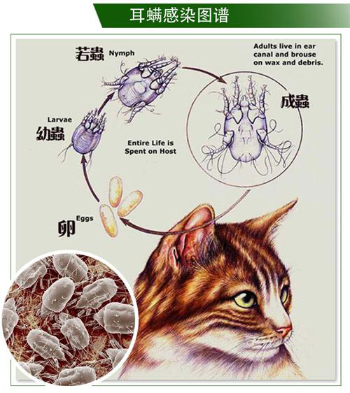 猫咪耳螨是怎么引起的图片