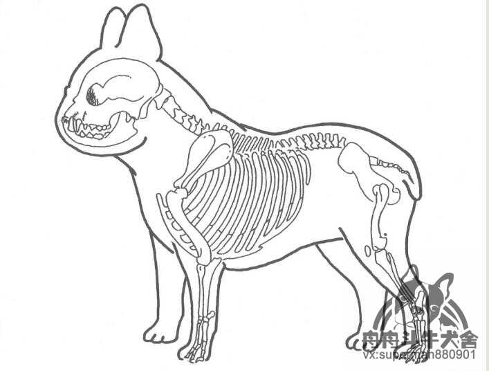 法老王犬身体构造图片