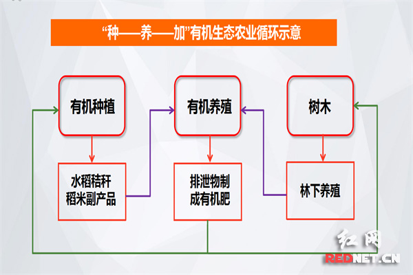 聚信湾生态农业开发有限公司的"种 养 加"可持续循环农业体系示意图.