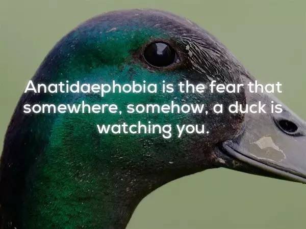 anatidaephobia图片