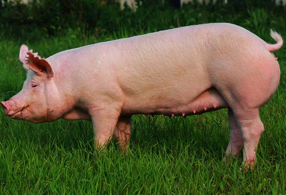 母猪品种大全及图片图片