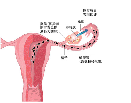 月经性阴道炎有哪些危害