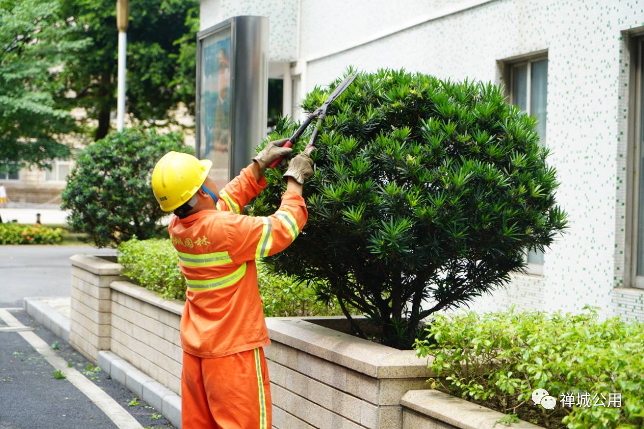 园林工人忙修剪 部队绿化焕新颜