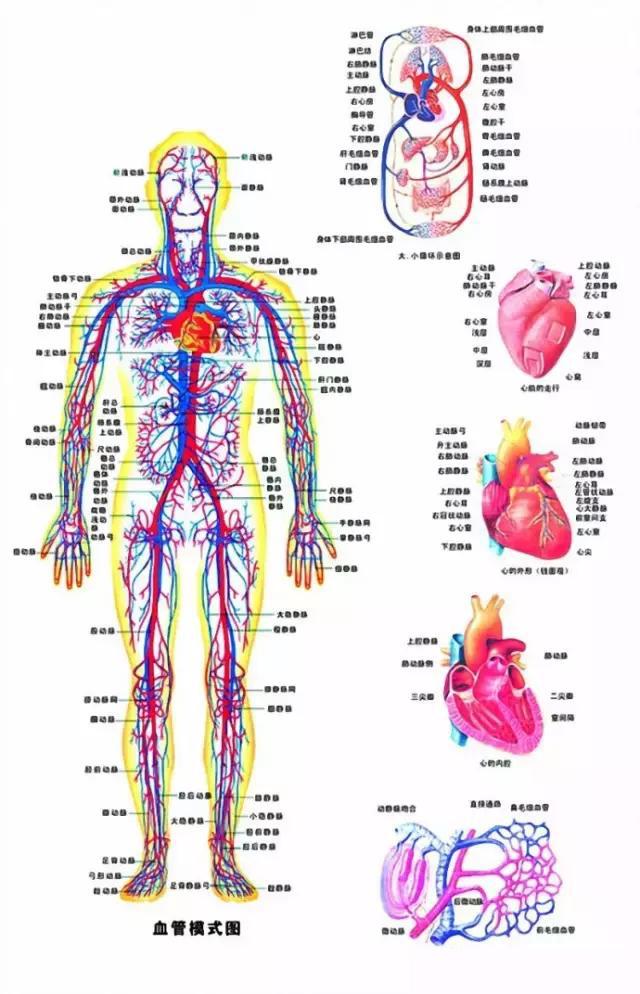 人体血脉图分布图图片