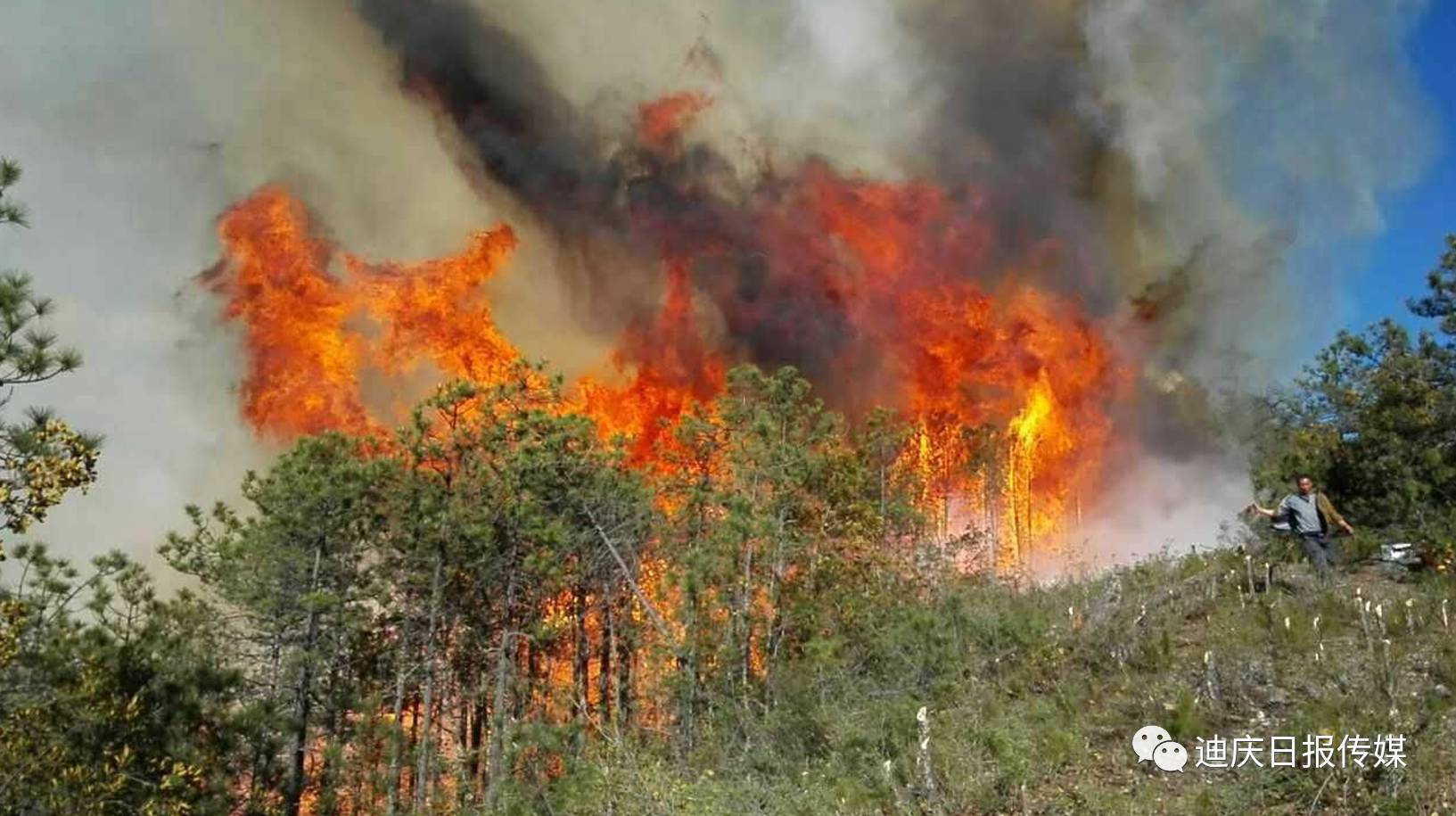 森林大火灾事故案例图片