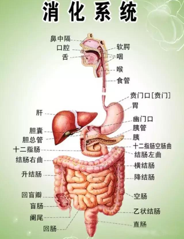 体内器官的位置图片