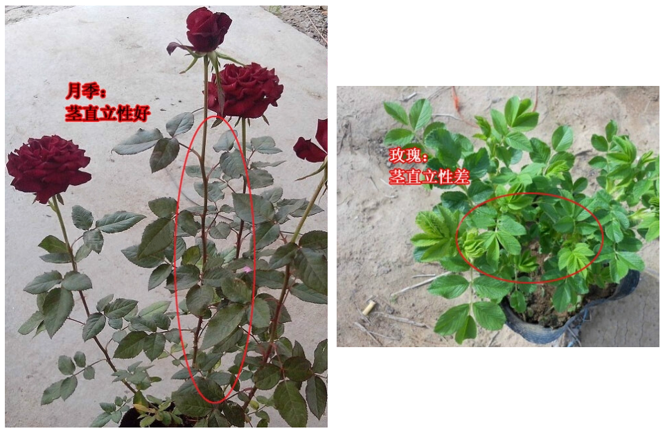 玫瑰花的茎的特点图片