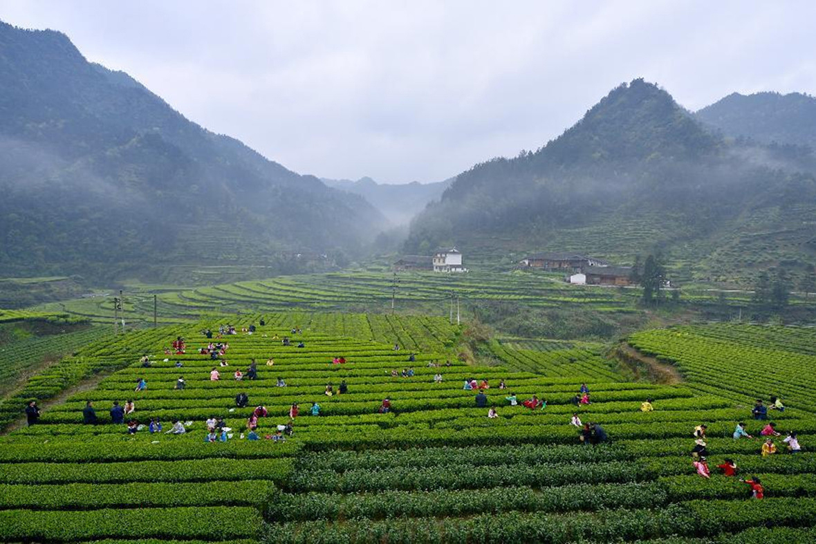 恩施土壤天然含硒 恩施富硒茶含硒量最高