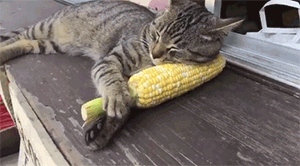 把玉米当枕头的猫咪,就算啃光了也是不离不弃