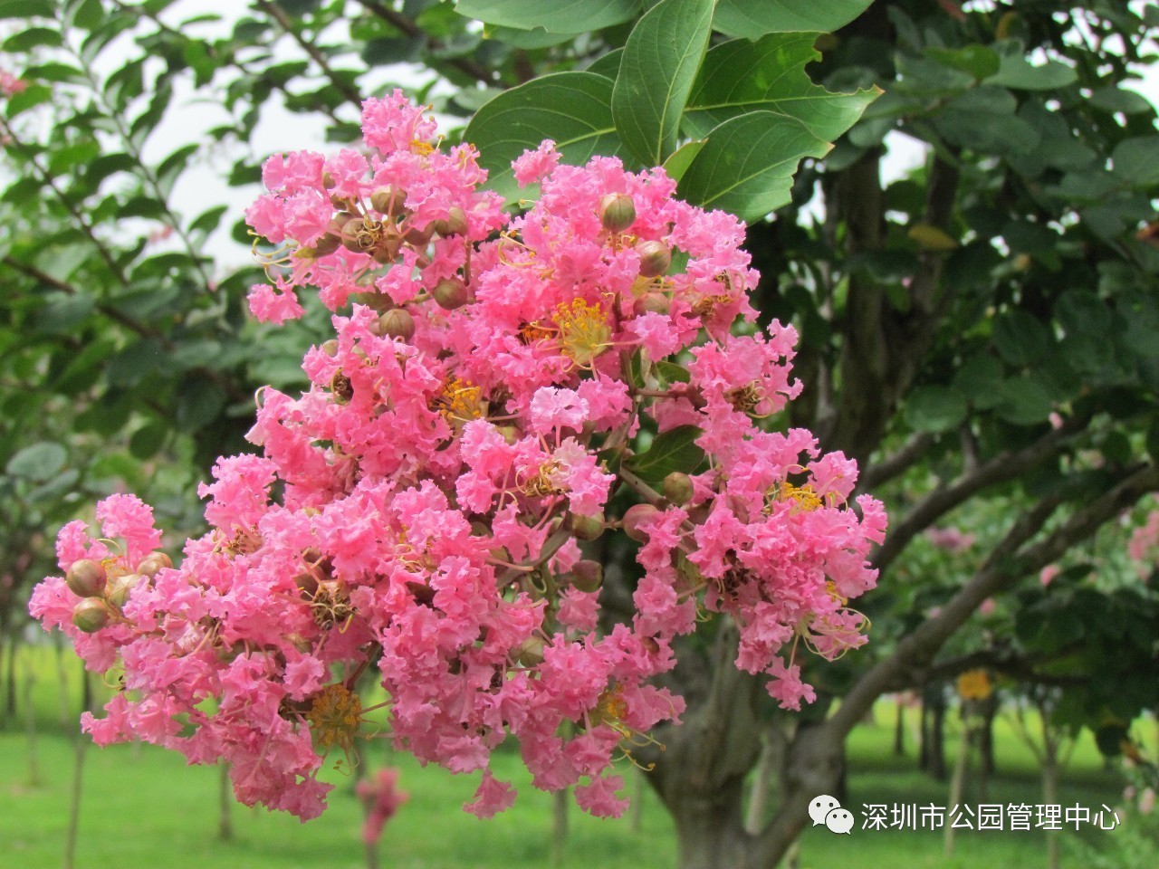 有出淤泥而不染的"花中仙子,深圳的夏天,一起赏花吧!