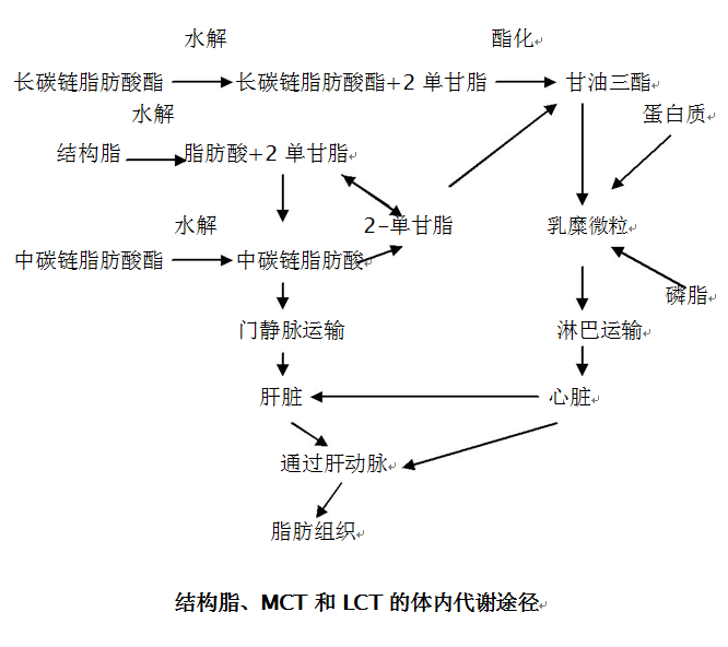 专题合作中长链脂肪酸在临床营养中的特点和优势