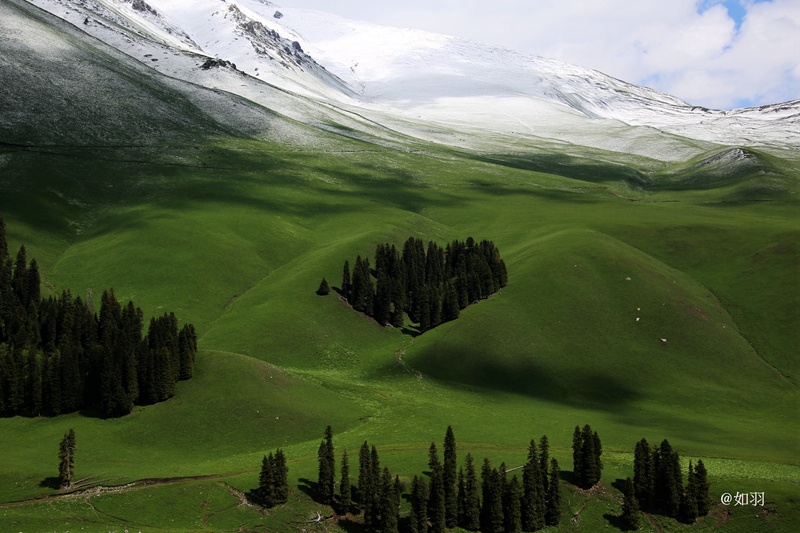 新疆高山草场图片