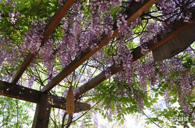 這7種爬牆植物夏天養再合適不過了