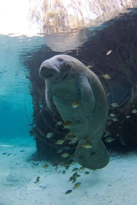 海牛 僵尸图片