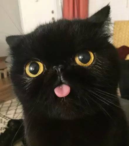 黑猫吐舌头表情包图片