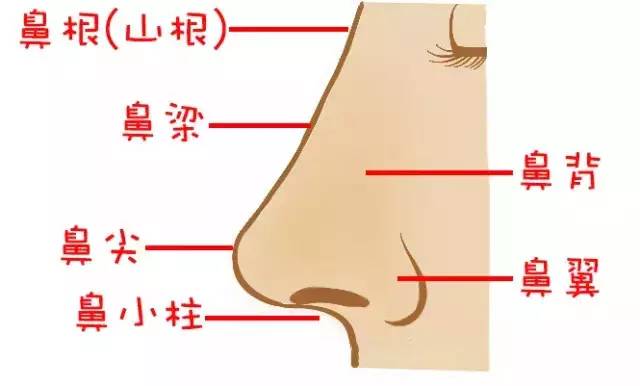 鼻子各个位置名称图片图片