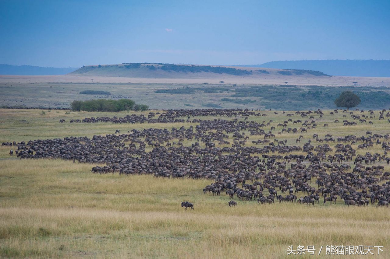自然界的奇观肯尼亚野生角马大迁徙视觉震撼堪比超级大片