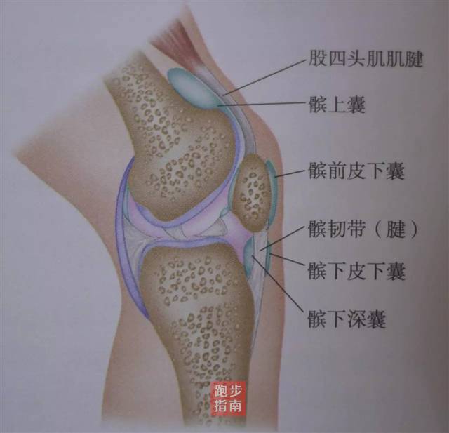 滑膜囊结构图图片