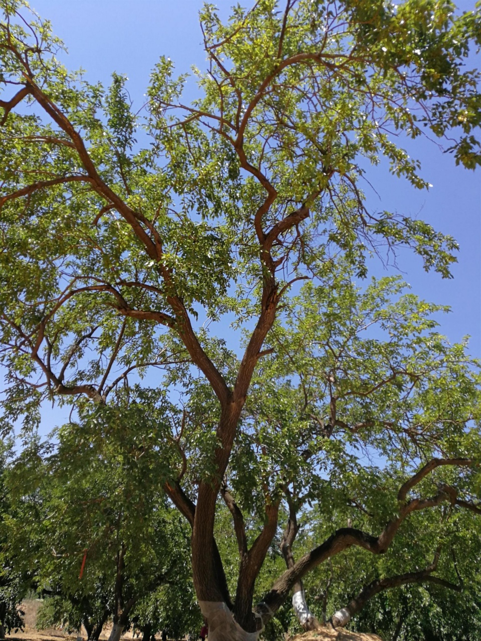 罕见古桑树百年以上2万棵千年以上百余棵