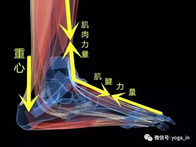 重心在脚掌的位置决定根基稳定的程度