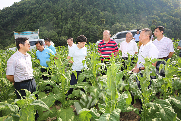 陈江华烟草图片