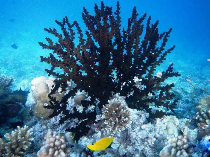 珊瑚三大种类图片