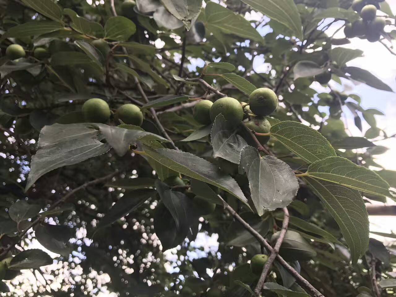 一篇文章带你认识凤眼菩提从下树到晒干的全过程