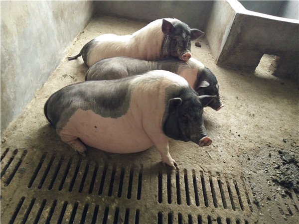 中国香猪品种图片