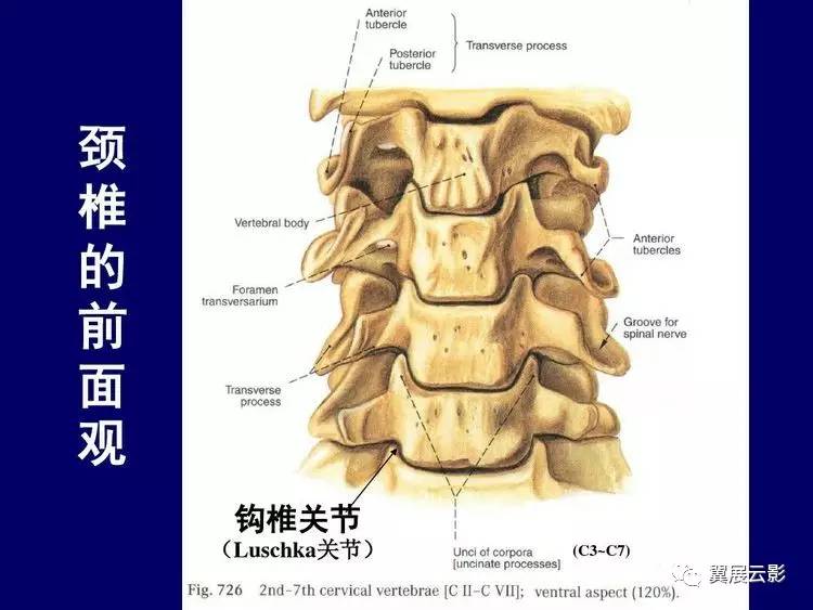 颈椎钩椎关节解剖图图片