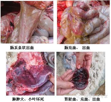 羊肺解剖图图片