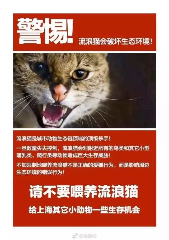 呼吁救助流浪猫图片图片